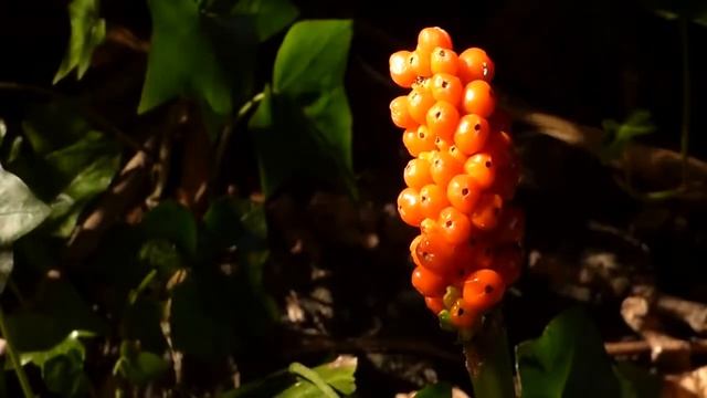 Цифровая фотокамера 3D Panasonic Lumix DMC FZ72 смотреть онлайн