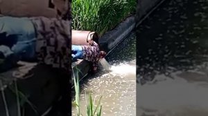 Рыбалка на сома раков руками Поймал ооочень большую рыбу #влогрыбалка повезло на рыбалке июнь 2021