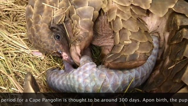 Pangolin Birth смотреть онлайн