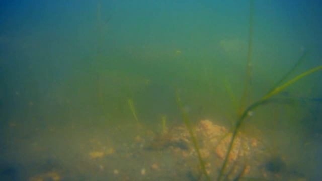 ПОДВОДНАЯ СЪЁМКА -ЗВЕРСКАЯ УКЛЕЙКА смотреть онлайн