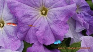 Петуния грандифлора Лимбо Джи Пи Скай Блю ? обзор: как сажать, семена петунии Лимбо Джи Пи Скай Блю