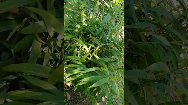 This is a Ginger type of plants//But not Ginger plants 🌿)/