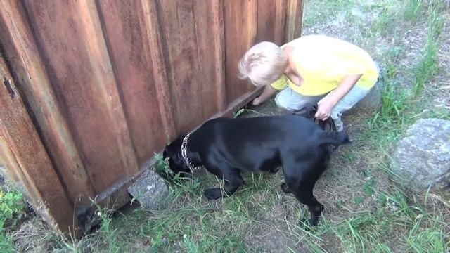 Кане Корсо Деррек и щенки под вагончиком #1. #CaneCorso смотреть онлайн