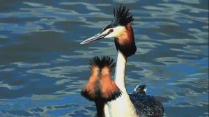 Брачные танцы чомги