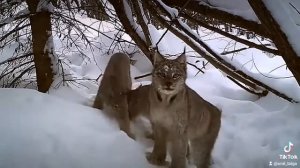 Рыси #уральскаятайга #урал #пермскийкрай #рысь #семья #рысята #заяц #охота #добыча #фотоловушка