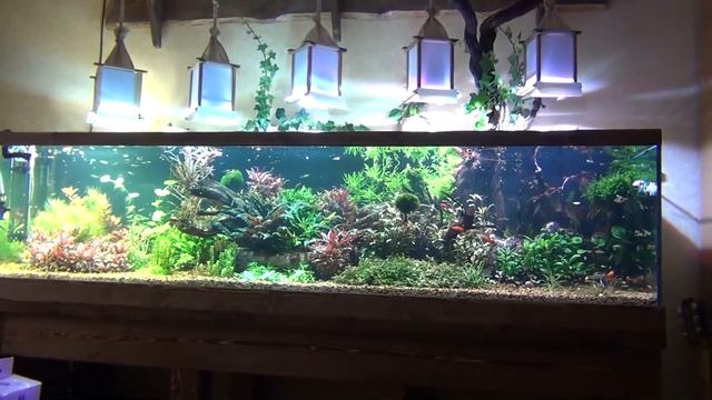 Запуск и обслуживание аквариума травника. смотреть онлайн