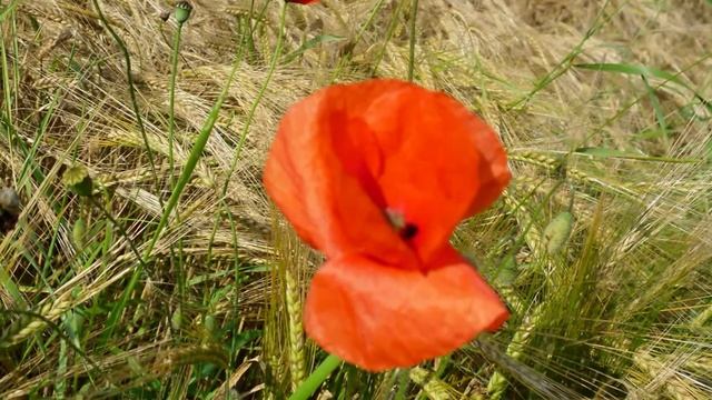 Richard Abel. La Chanson des Bles d'Or смотреть онлайн