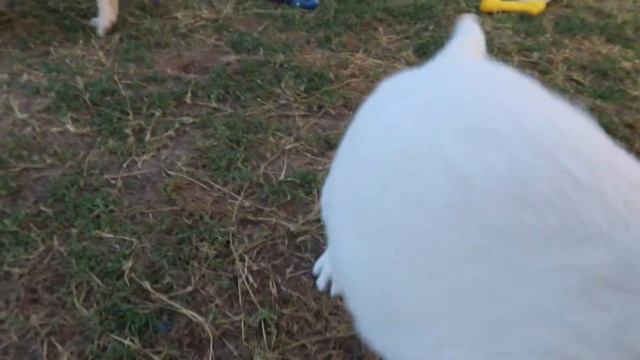 LITTER OF 13 GOLDEN RETRIEVERS TURN 7 WEEKS OLD!! смотреть онлайн