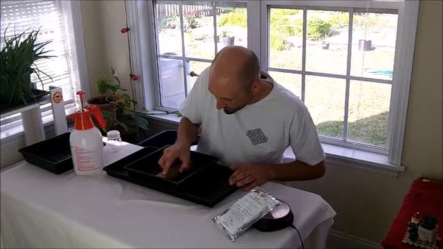 How to Grow Kale Microgreens смотреть онлайн