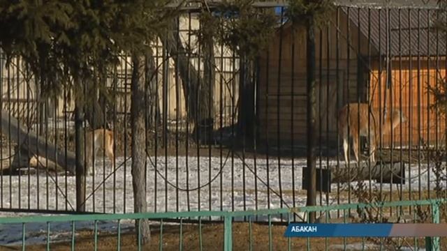 Первый весенний "звоночек" в Абаканском зоопарке: в семействе лам - пополнение смотреть онлайн