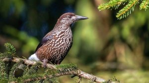 "Зона лесов", Окружающий мир 4 класс ч.1, с.126-130, Планета знаний.mp4