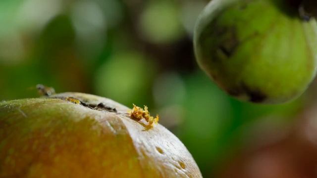 Барсук , койот и другие . Совместная охота смотреть онлайн