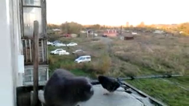 Потап испугался голубя смотреть онлайн