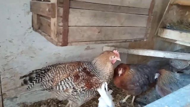 Спокойные куры Билефельдеры. смотреть онлайн