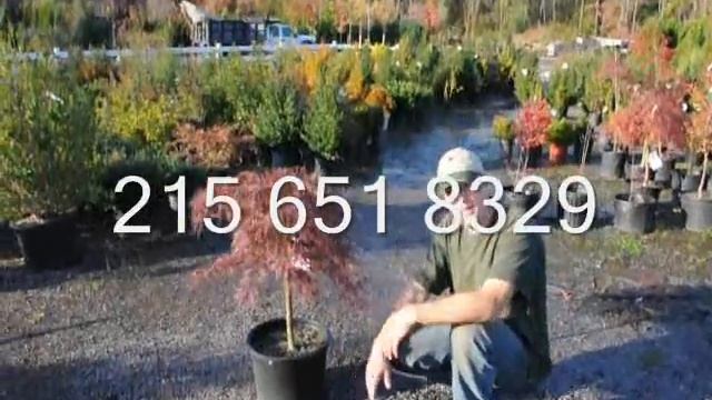ABC XXX Think about Red In Landscaping Projects смотреть онлайн