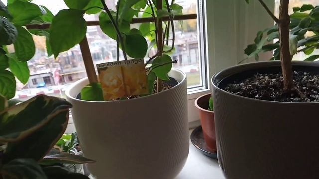 Подарки от мужа смотреть онлайн