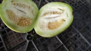 Огурдыня, СОБИРАЕМ УРОЖАЙ! УДИВИТЕЛЬНО ВКУСНО!