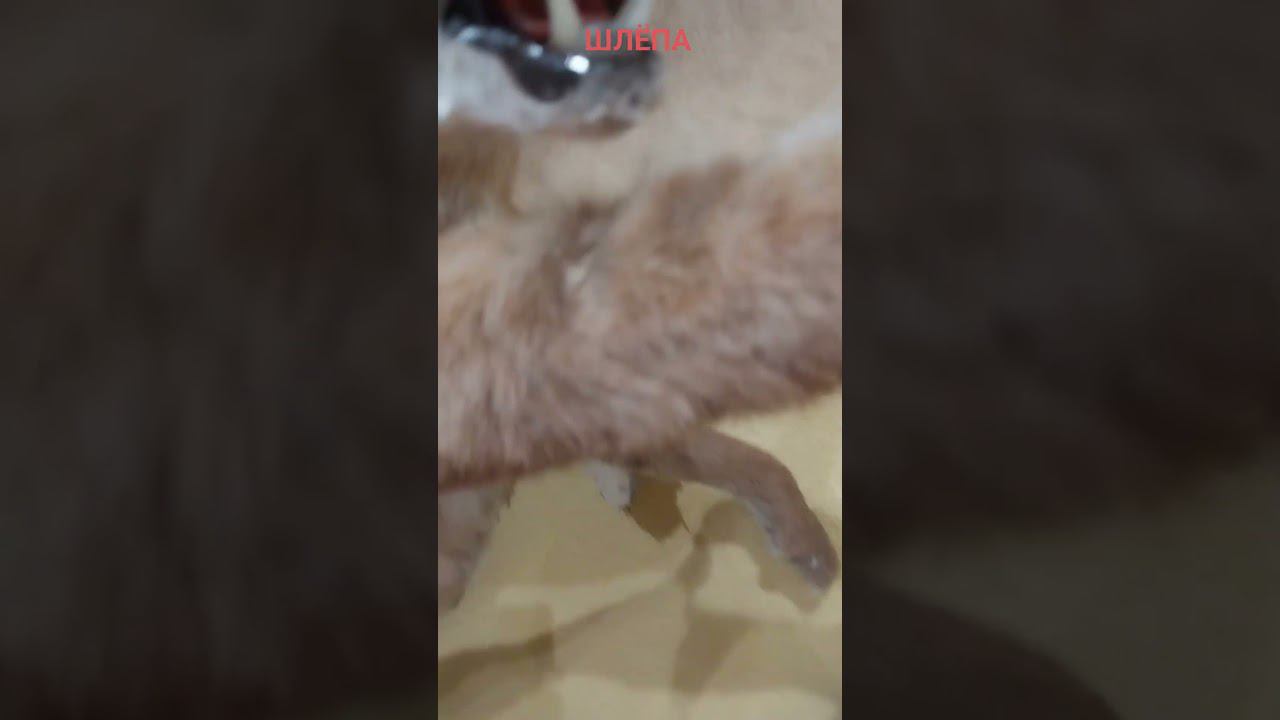 Нашёл Шлёпу в музее #shorts смотреть онлайн