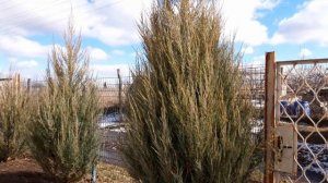 Обрезка можжевельника скального Blue arrow