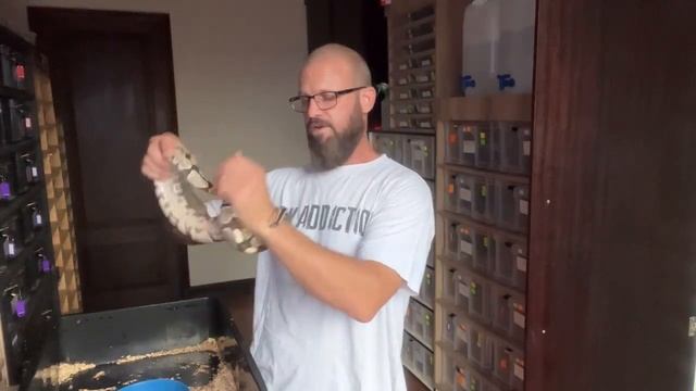 What to expect in 2023 and beyond in the reptile industry? My take on it. Plus some cool snakes!? смотреть онлайн