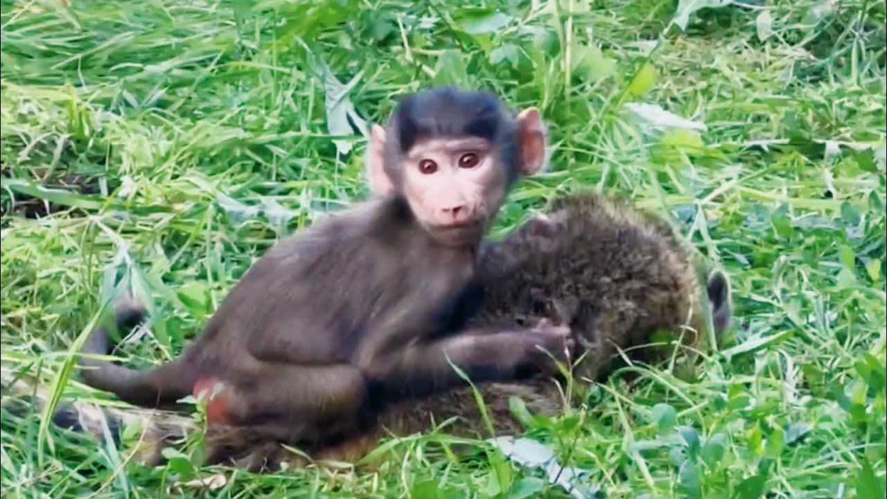 Люська катается на Сеньке и тут приходит Влад, а потом Татьяна Алексагина смотреть онлайн