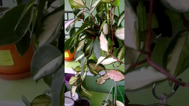 Хойя Lockii и другие хойи. смотреть онлайн
