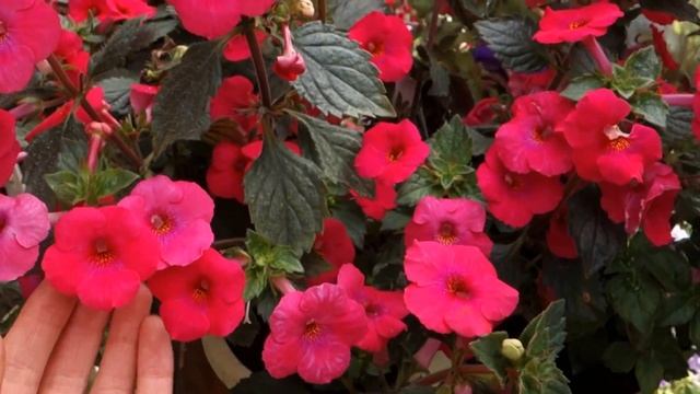 Ахименес Firefly