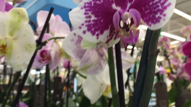 Уценённые орхидеи от 199 руб  в Бауцентре 19 марта 2020 г.