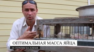 Сколько живут перепёлки в домашних условиях??? Когда менять материнское стадо.