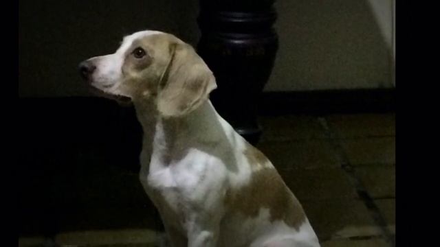 Chanel beagle bicolor смотреть онлайн