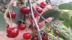 Вишня Подбельская. Описание, особенности сорта?