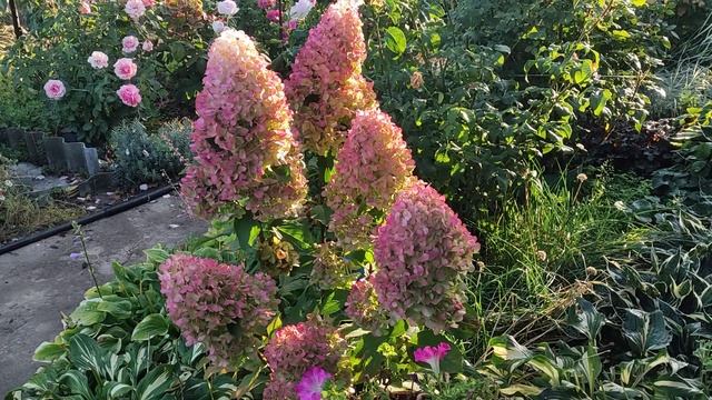 ГОРТЕНЗИЯ ГЕРКУЛЕС. Идеальный сорт для начинающих.