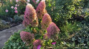 ГОРТЕНЗИЯ ГЕРКУЛЕС. Идеальный сорт для начинающих.