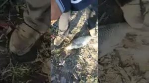 Рыбалка на рогаточный арбалет