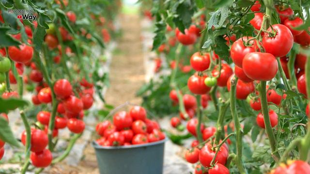 ТОМАТЫ ПЛОДОНОСЯТ БЕЗ ОСТАНОВКИ! ТОЛЬКО НАЛИЛА ЭТО! СУПЕР ПОДКОРМКА ТОМАТОВ смотреть онлайн