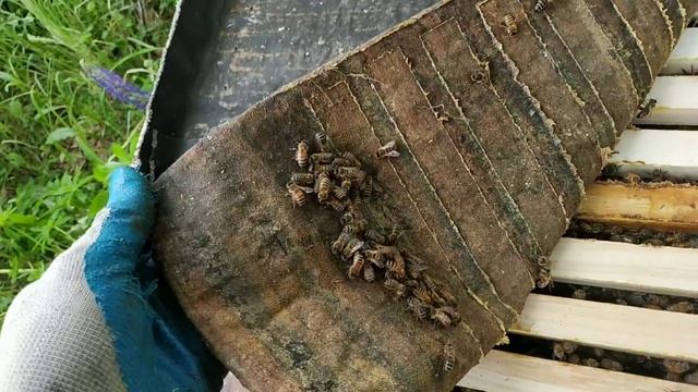 20.06.2020 г. Проверка 10-ти ловушек. Поймал ещё 2 роя))) Мысли вслух о ловле роёв. смотреть онлайн