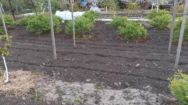 Обрезка жимолости. Молодые кусты. смотреть онлайн