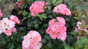 Роза Jacky's Favorite