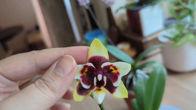 Phal. Yaphon Star Diamond 'AN6601' смотреть онлайн