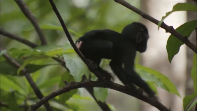 Варан и обезьяны смотреть онлайн