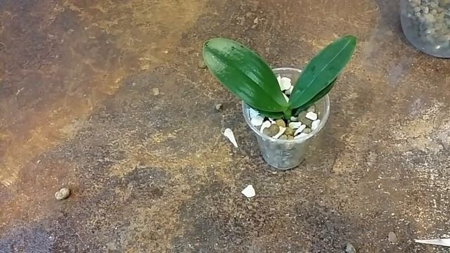 ОРХИДЕЯ из Азии J-Hsin Spot Leopard (peloric) пересадка в керамзит. смотреть онлайн