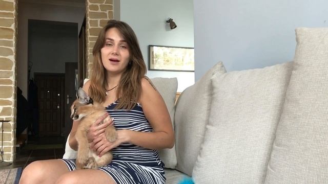 Домашний каракал, миф или реальность?!?