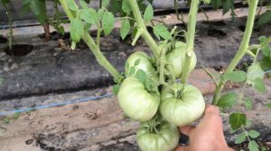 Помидор на двух корнях, необыкновенно и удивительно