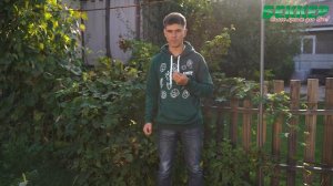 Ежевика. Как выращивать ежевику?