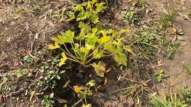 #урожай на заброшенной даче?! В футболках в сентябре. дача с начала Окрестности#дача#осень смотреть онлайн