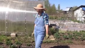 Посадка картофеля в гребни.Природное земледелие.