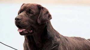 Лабрадор ретривер. Всё о породе и содержании.