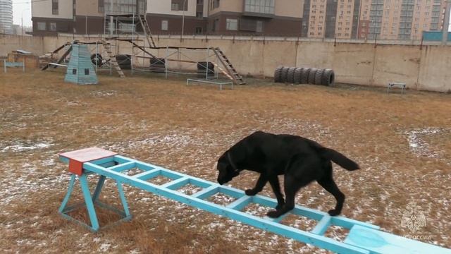 Четвероногий спасатель Лексус прошел сертификационные испытания смотреть онлайн