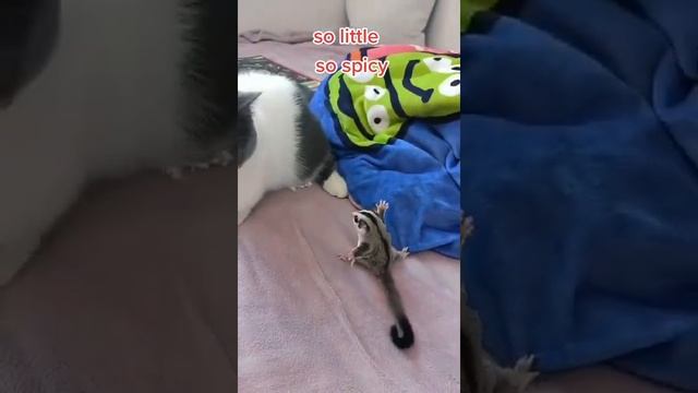Злой бурундук смотреть онлайн
