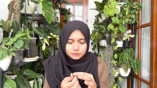 media tanam philodendron, anthurium, hoya, monstera, alocasia andalanku ! Metan semua tanaman hias смотреть онлайн
